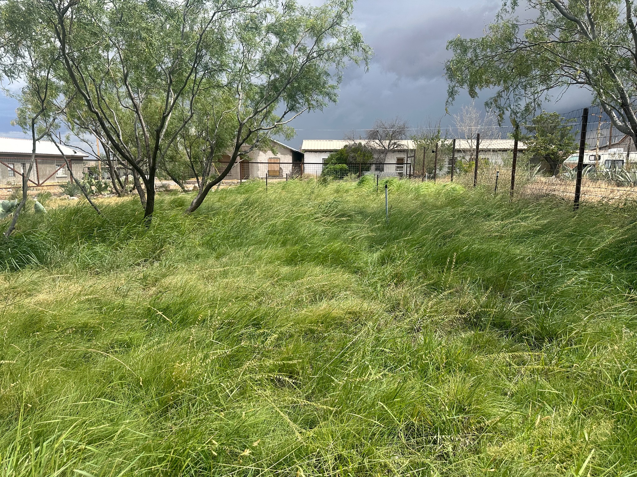 Native grasses and storm clouds