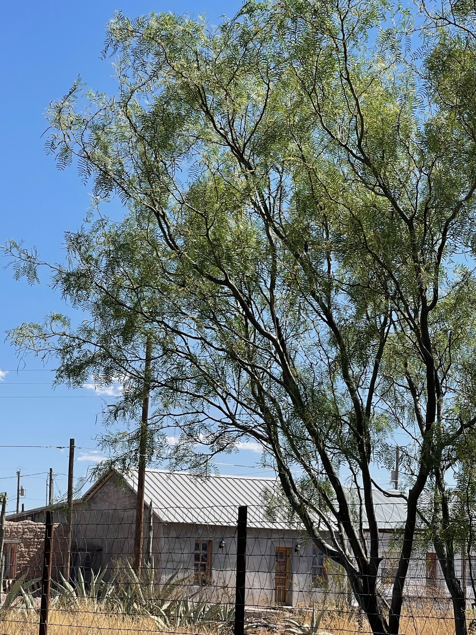 House with mesquite tree
